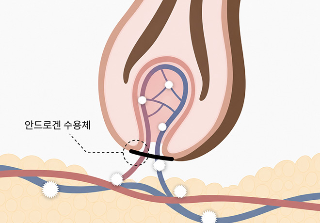 DHT 호르몬 메커니즘 — 안드로겐 수용체 결합